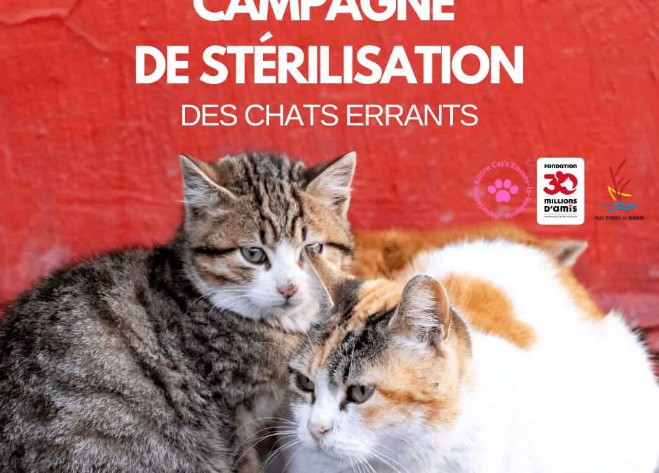 Lancement de la campagne 2026 de stérilisation des chats errants